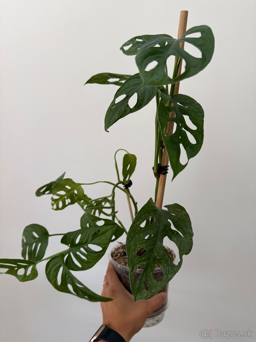 Monnstera Adonsonii mint