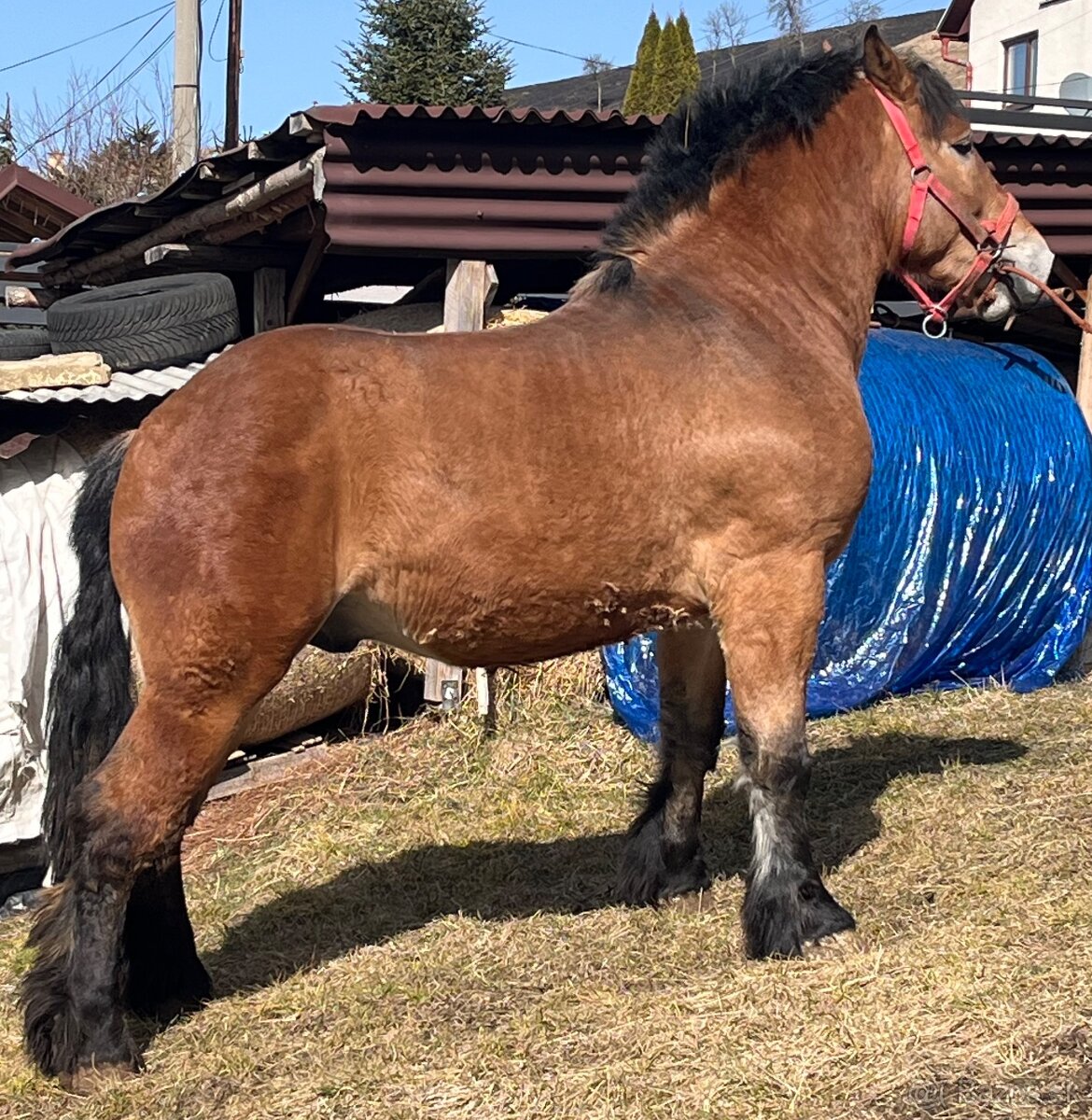 Predám koňa ťažného