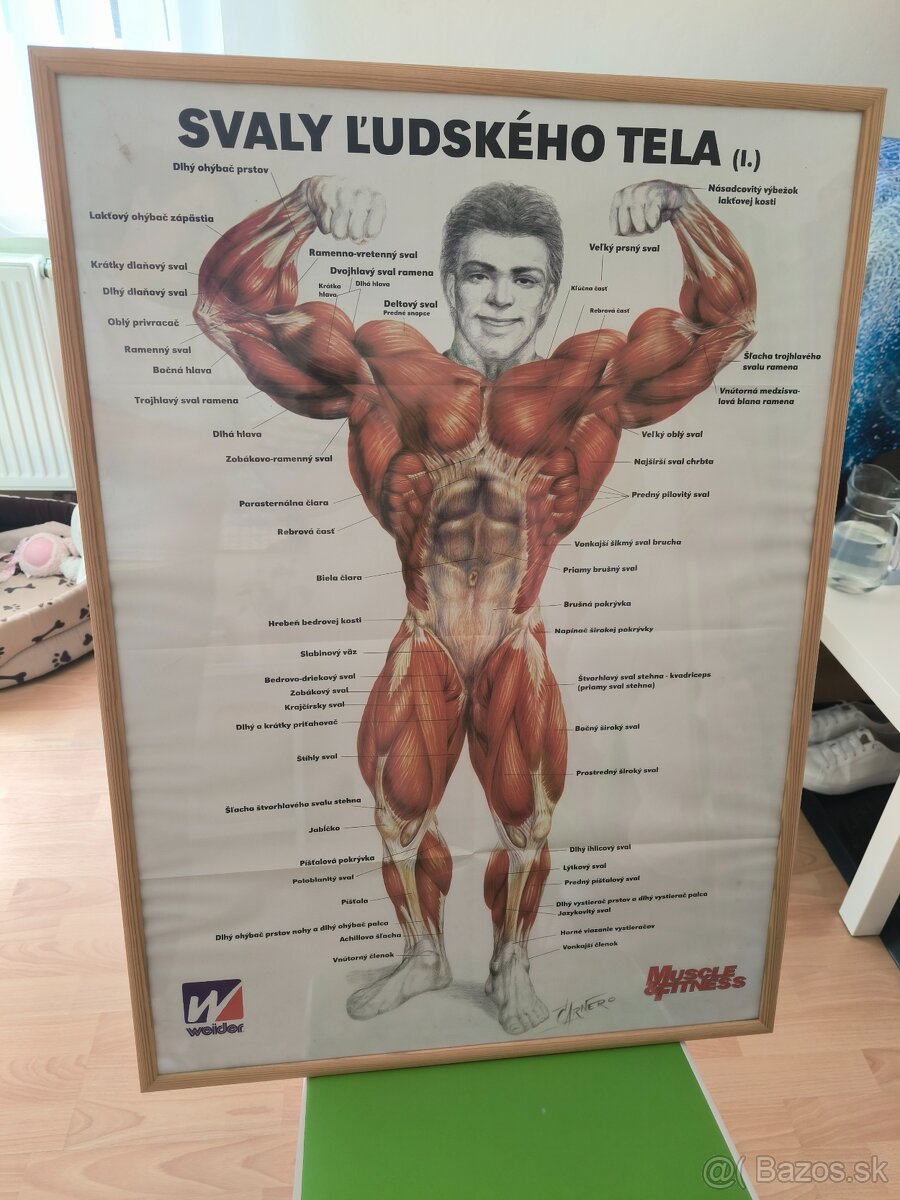Obraz svaly ľudského tela 2