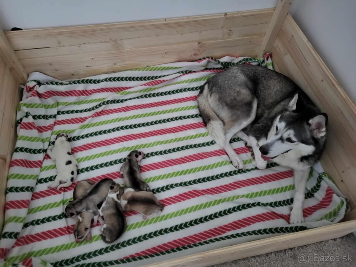 Prijímame rezervácie na šteniatka Sibírskeho Husky na jeseň