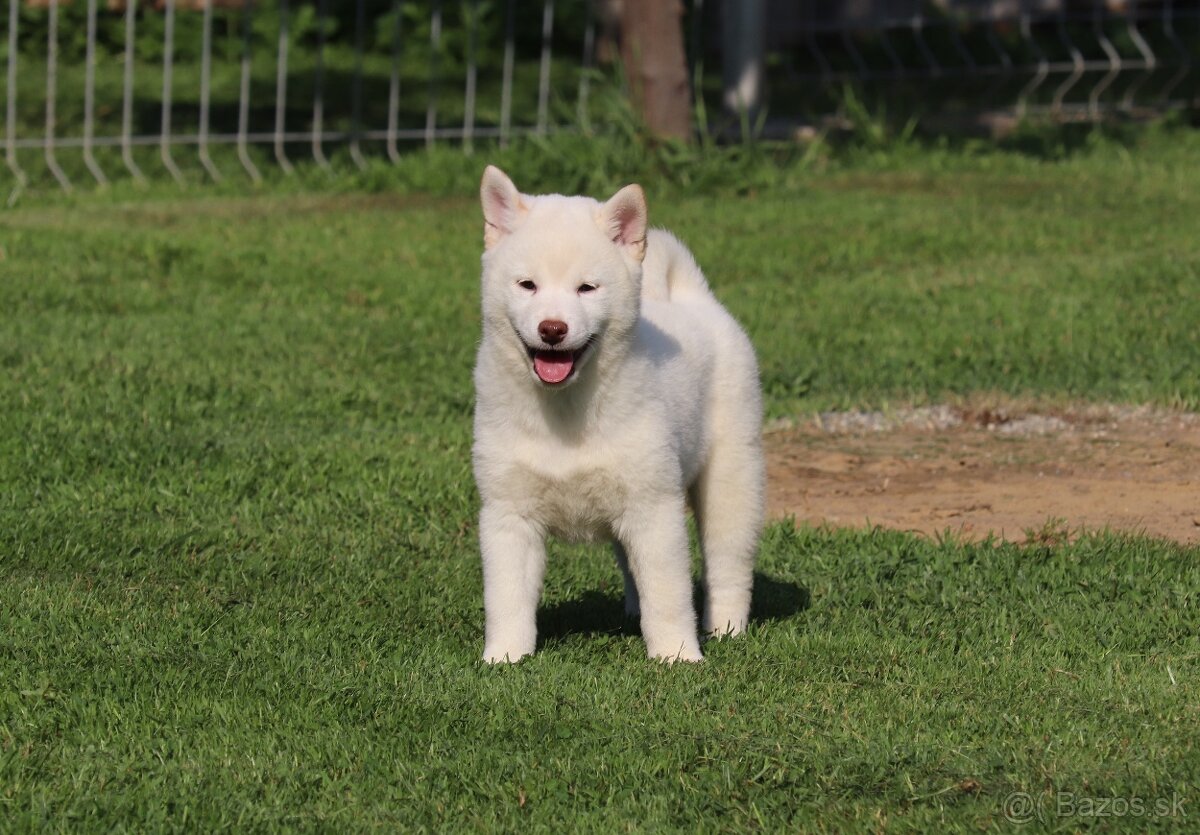Shiba krémový pes