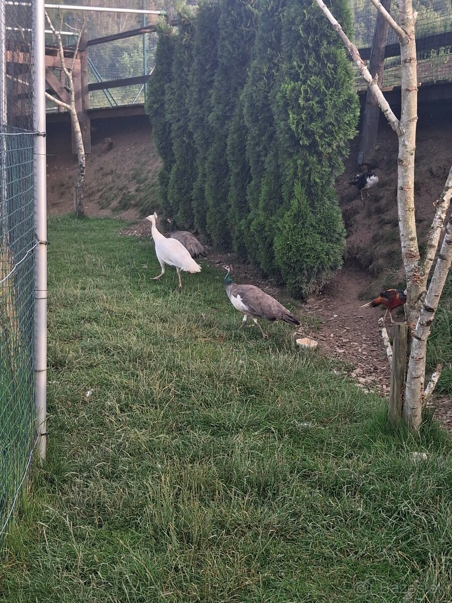 Predám pávy
