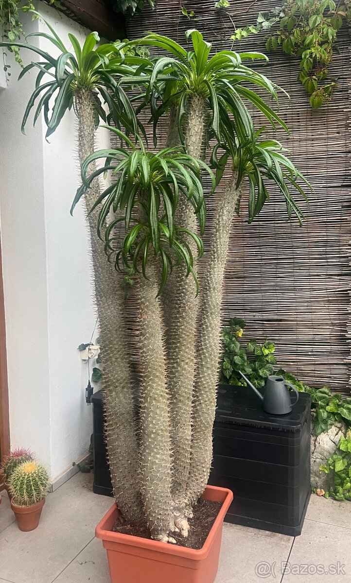 Madagaskarská palma