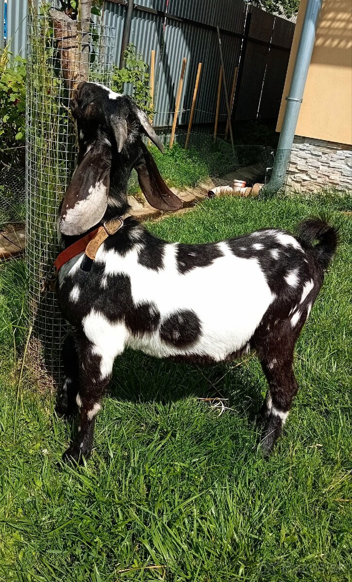 Predám kozu s capom