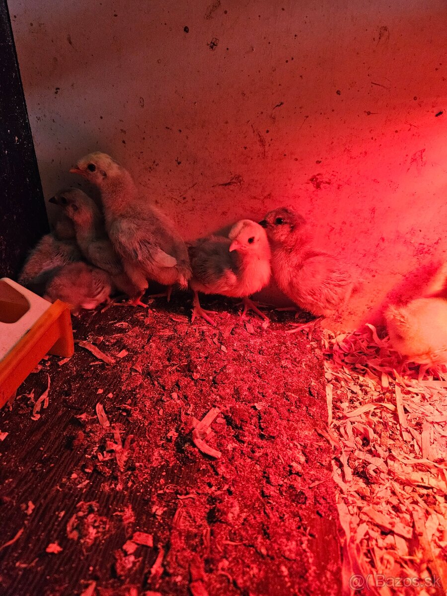 Araucana lavender kuriatka