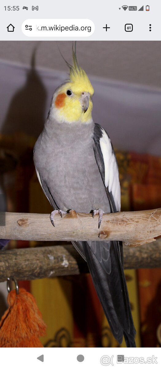 Hľadá sa prírodná korela straka Trebišov