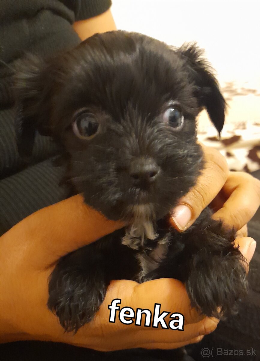 Predam Mini yorkshire