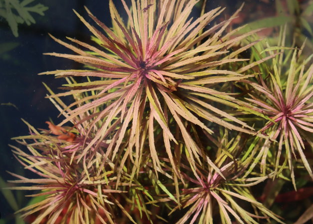 Pogostemon Stellatus