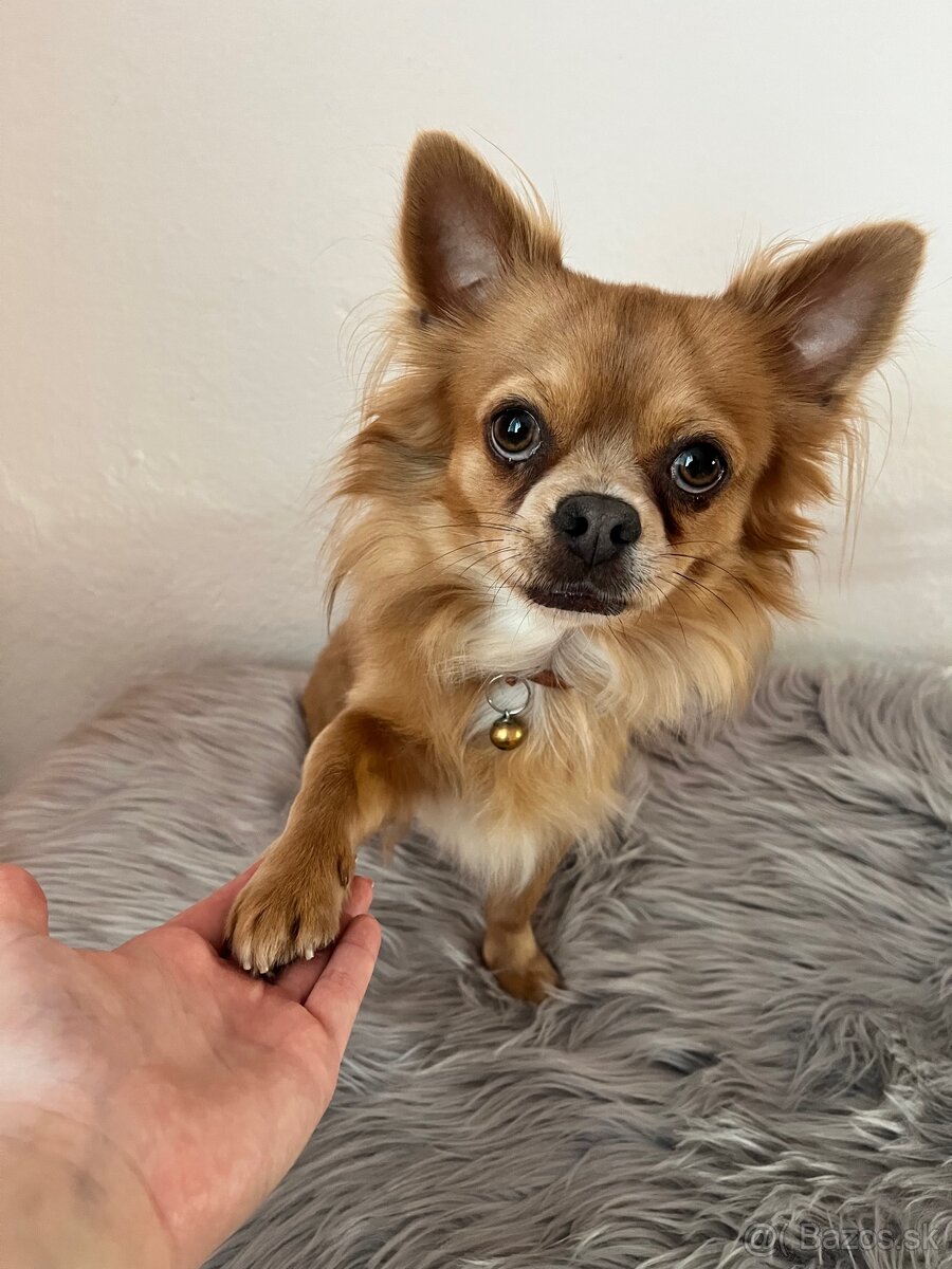 Čivava Pampi-fešák na krytie