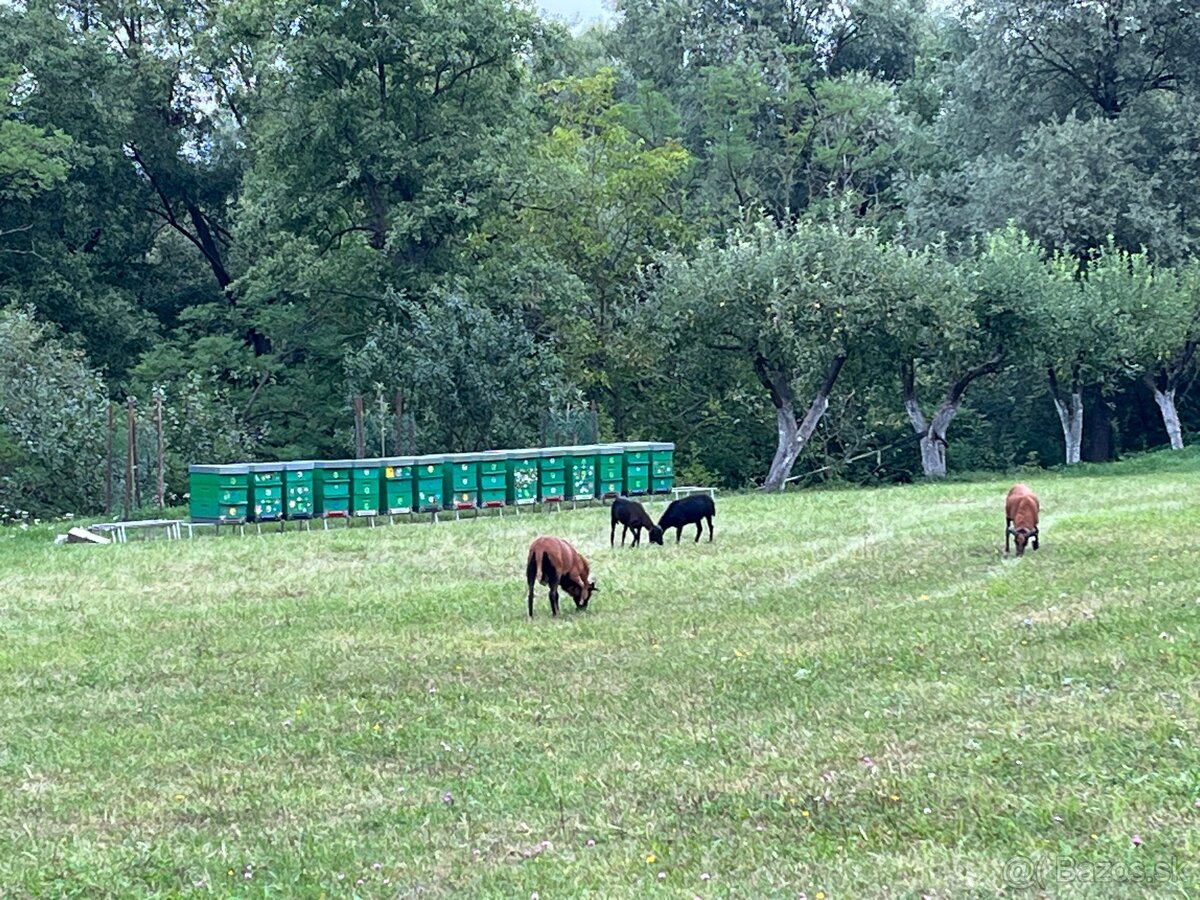 Langstroth 3/4, včely, úle