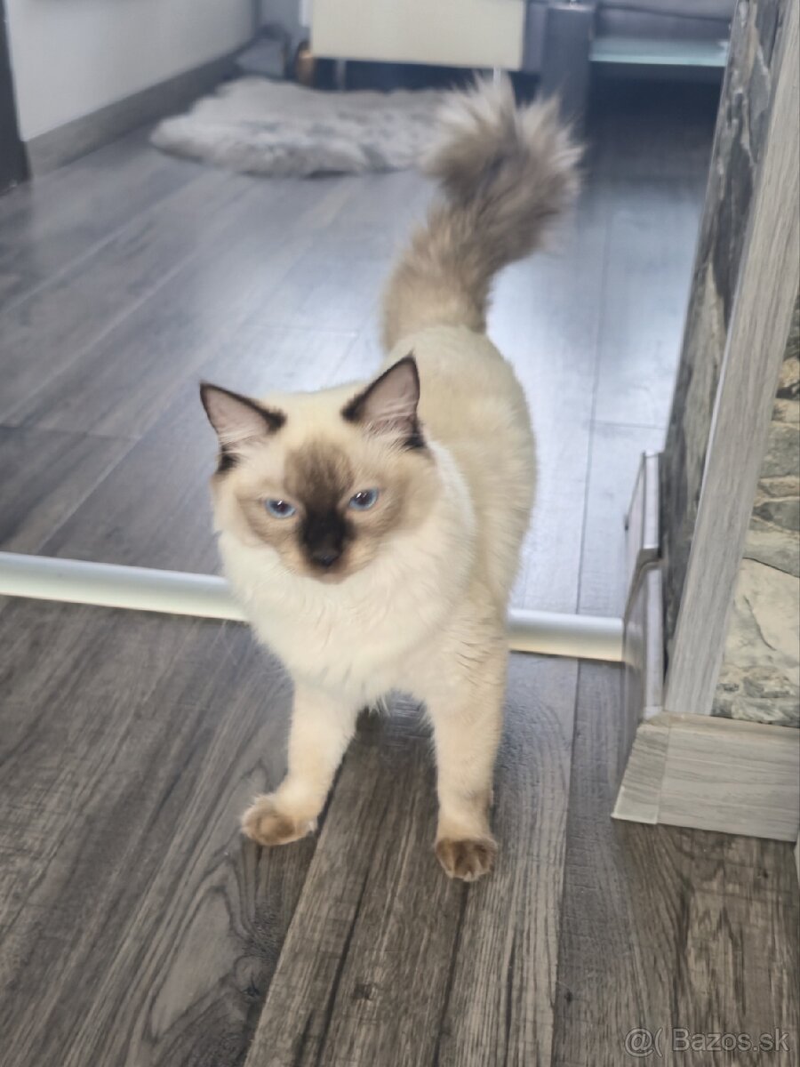 Ragdoll