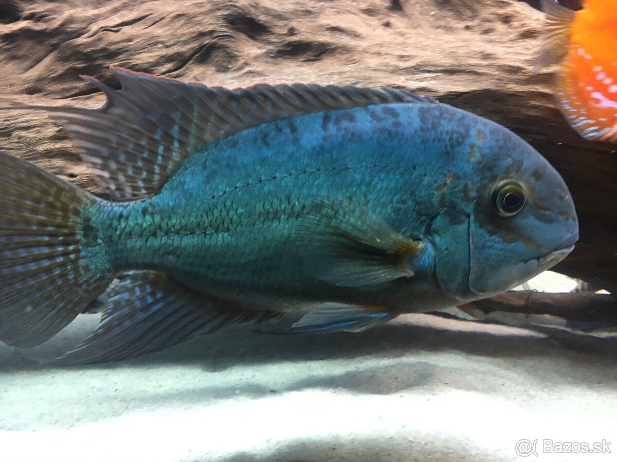 Hoplarchus Psittacus
