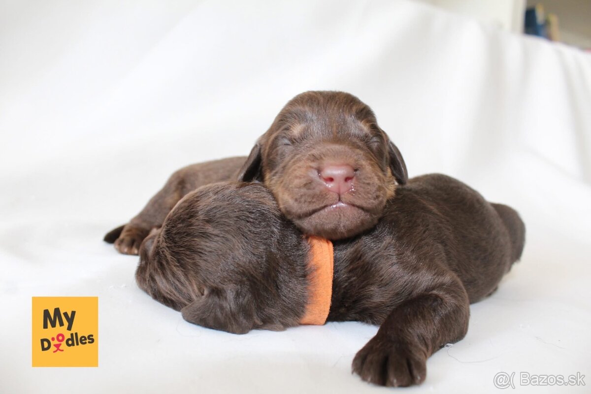 Labradoodle F1B