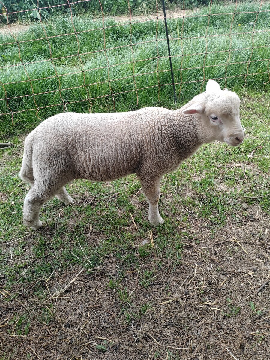 Jahňa