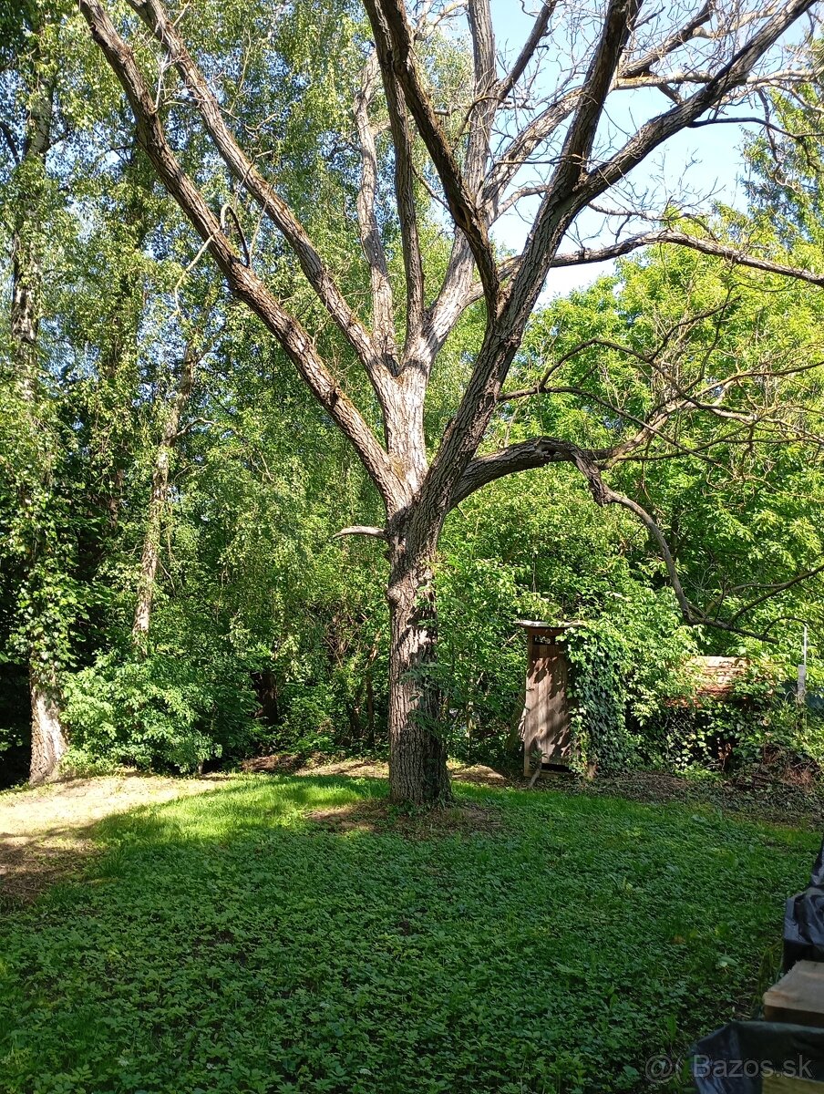 Darujem orech