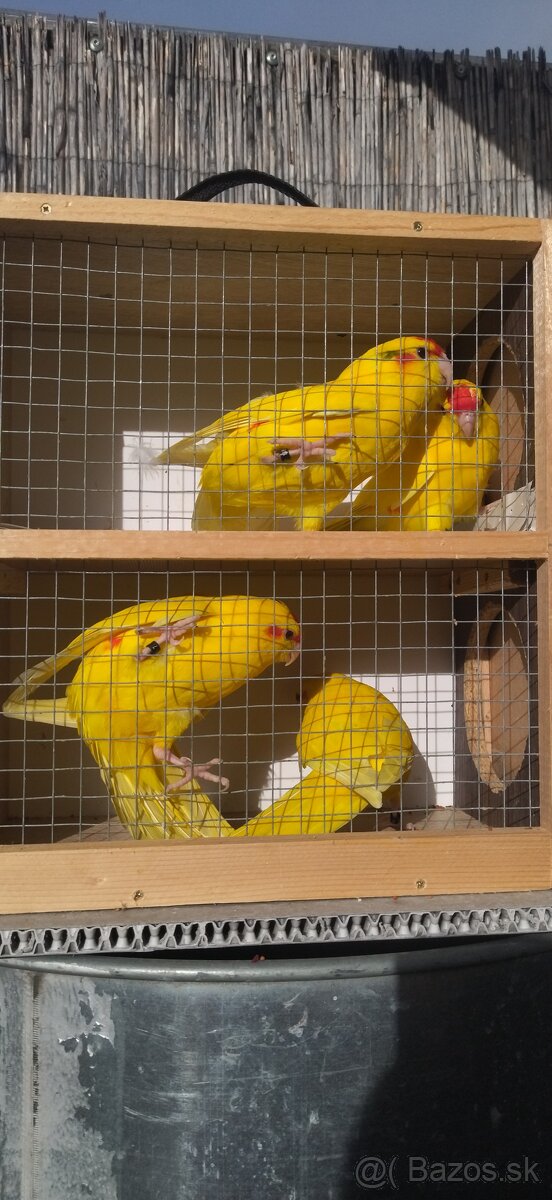 Kakariky