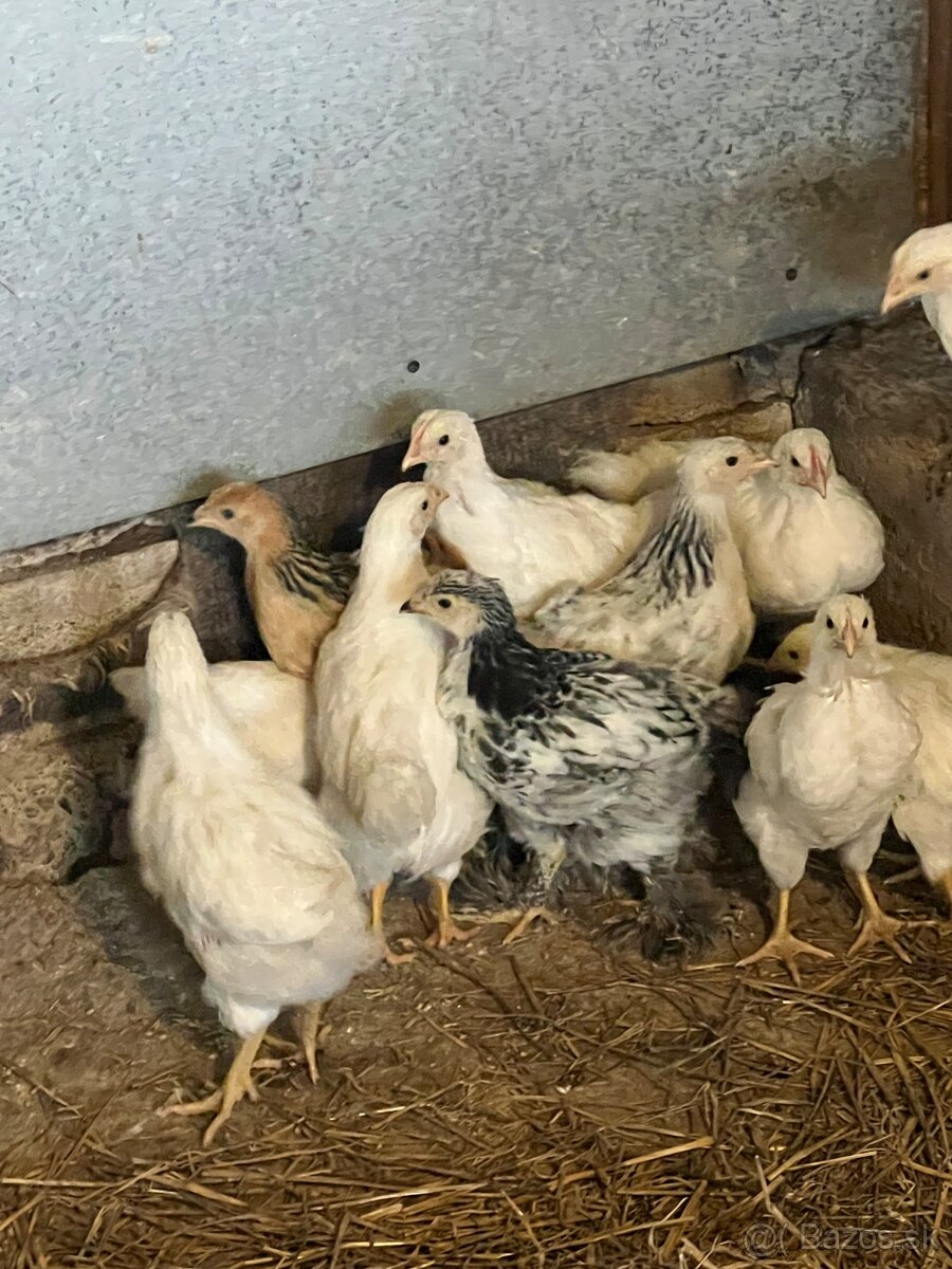 Brahmanky