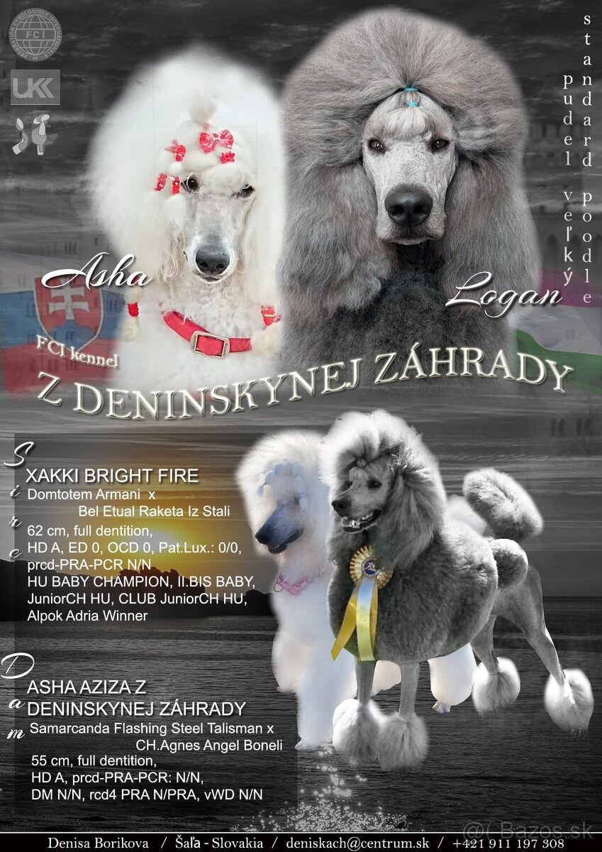Pudel veľký /kráľovský