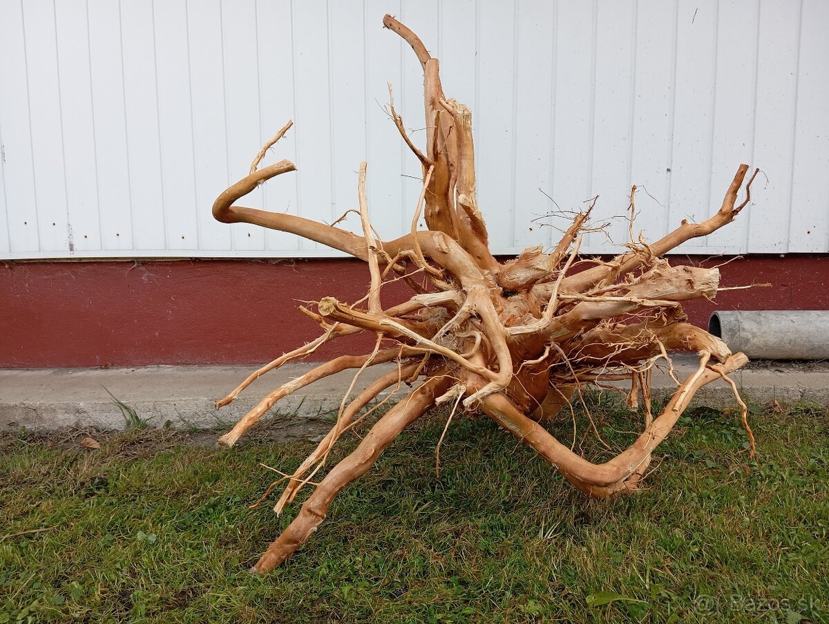 predam koren/samorast do akvaria