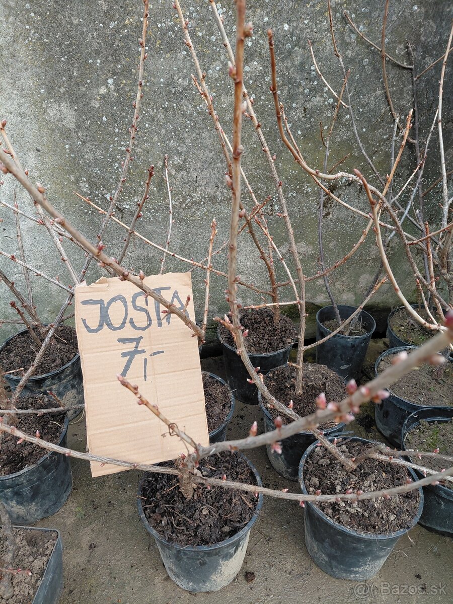 Josty, červené a čierne ribezle, maliny, šalvia