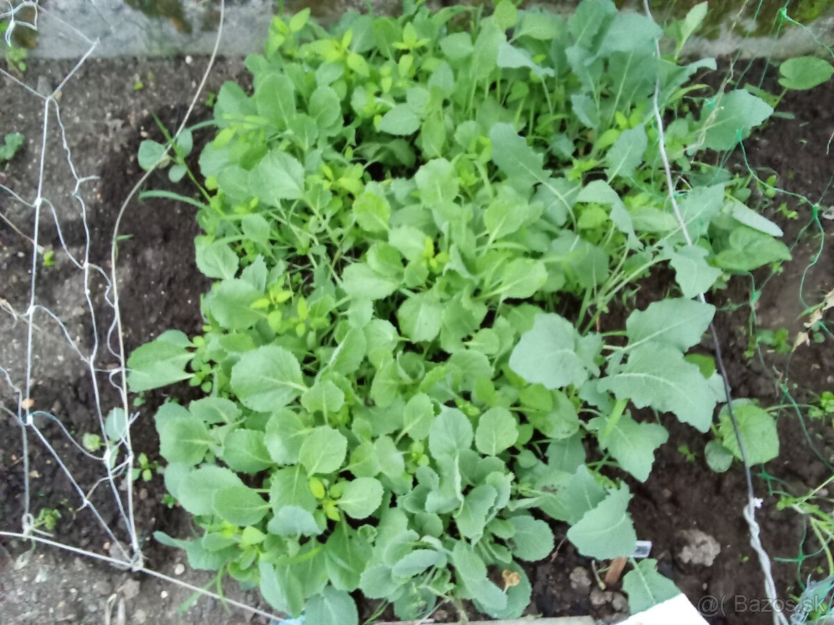 Sadenice kapusta biela, karelab, kôpor, karfiol