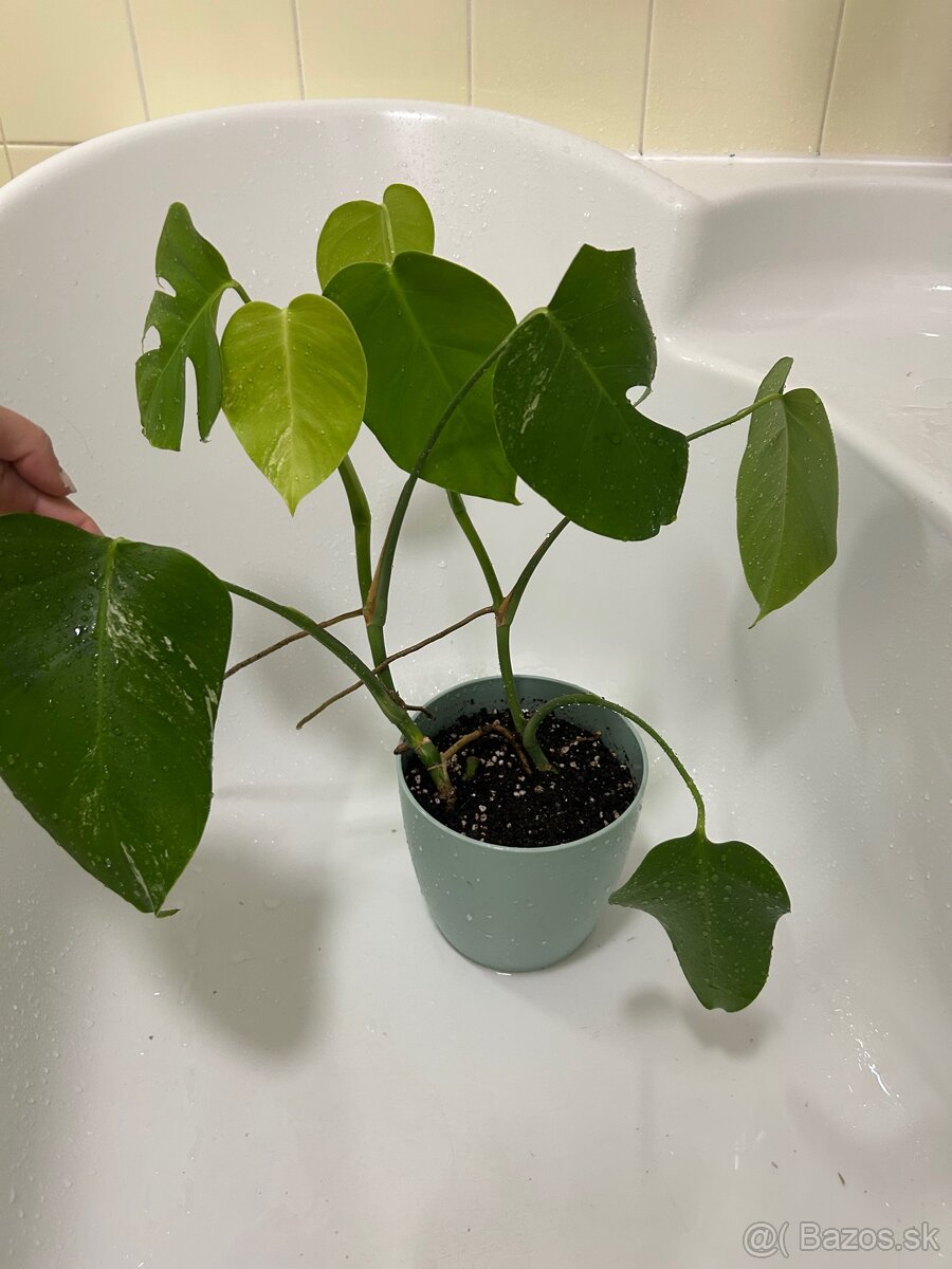 Monstera albo