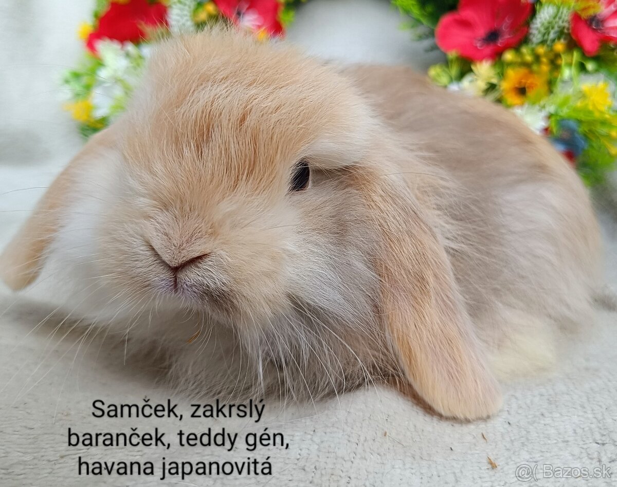 Zakrslý baranček teddy gén s VP samček havana japanovitá