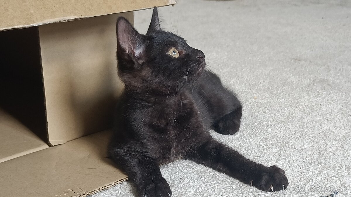 Ragdoll polovičný po mame