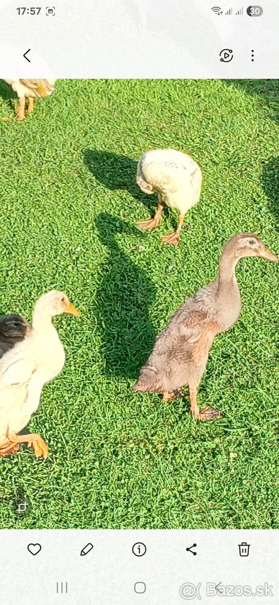 Indicky bezec