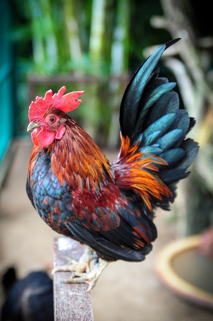 Ayam Serama