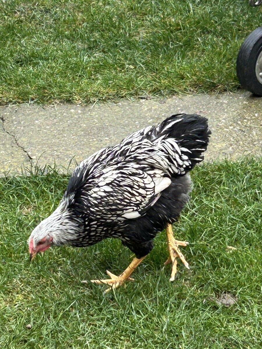 Wyandotky Strieborné Čiernolemovane Veľká forma