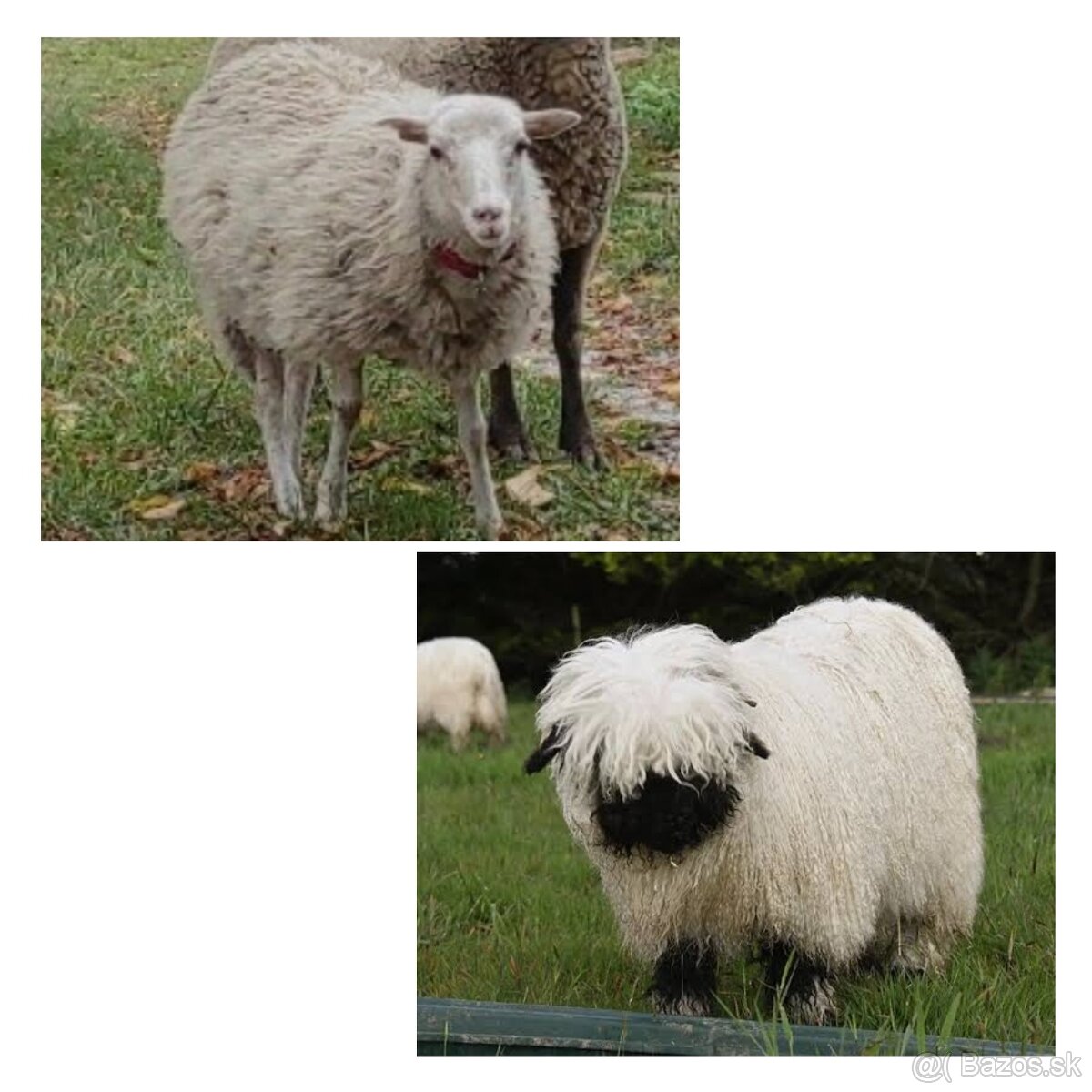 Zháňam takéto ovce