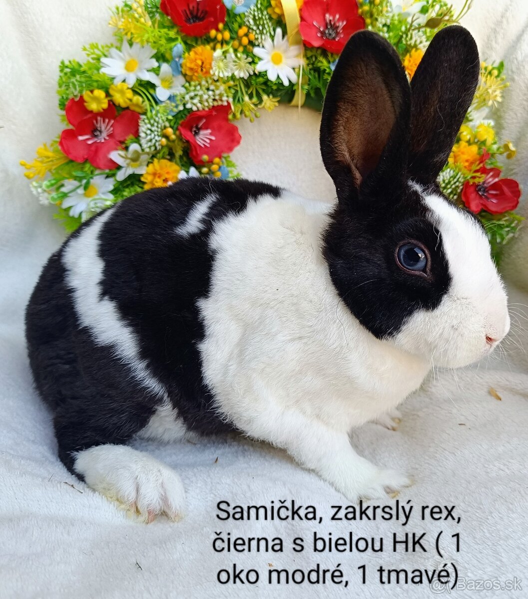Zakrslý rex s VP - samička čierna s bielou HK