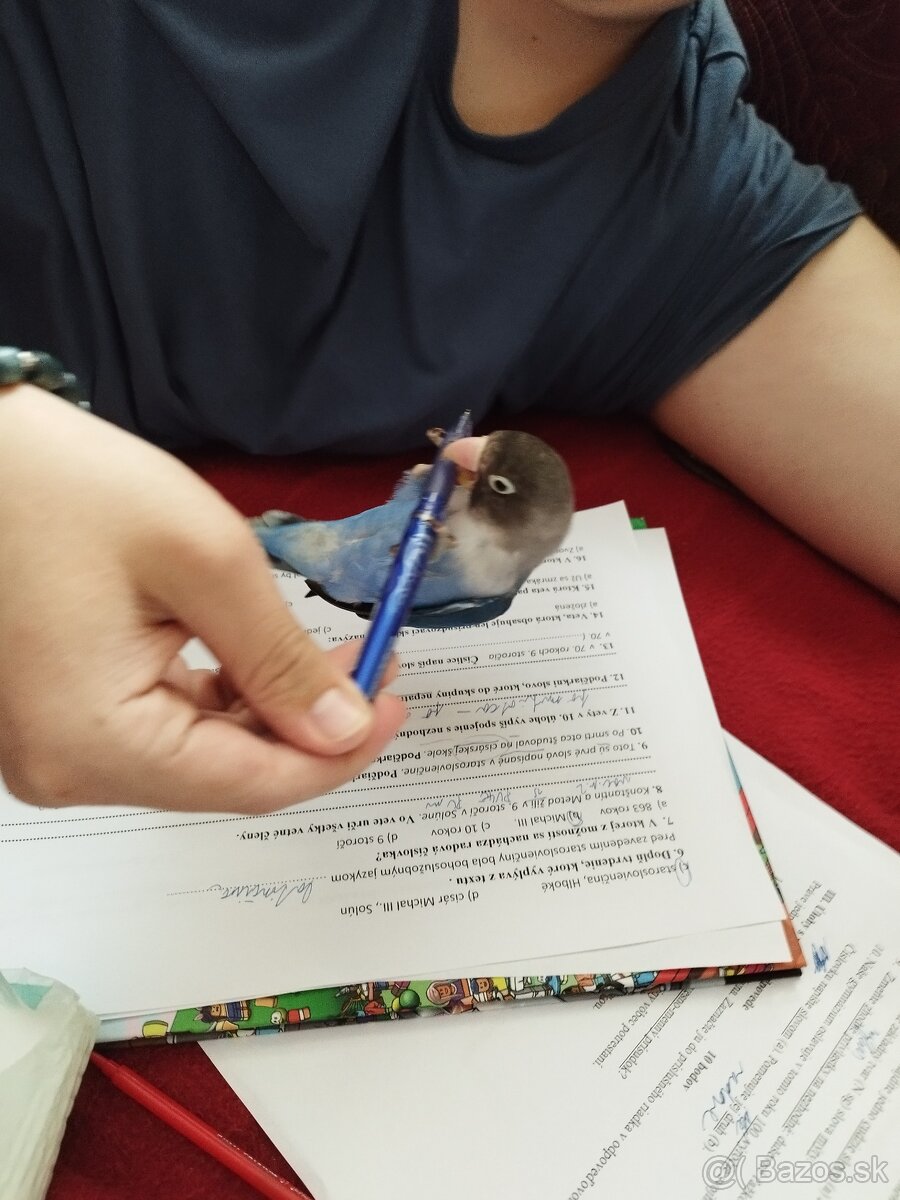 Agapornis krotky ručne dokrmeny