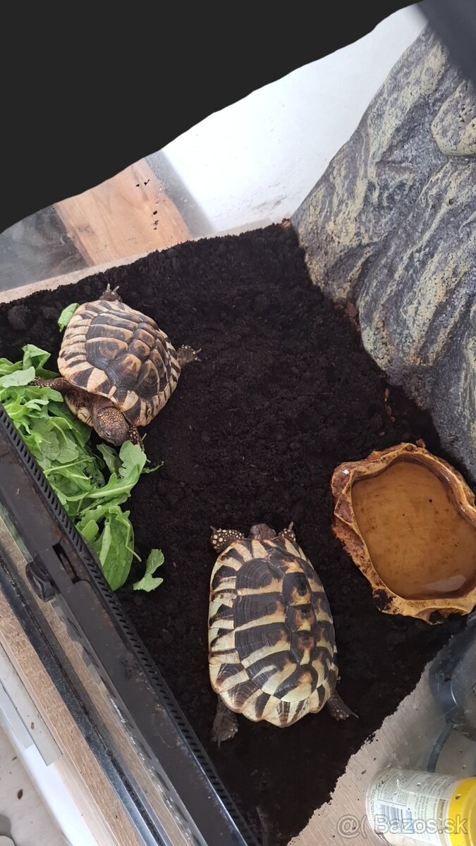 🐢 Predám 2 suchozemské korytnačky (cca 8 rokov) + vybavenie