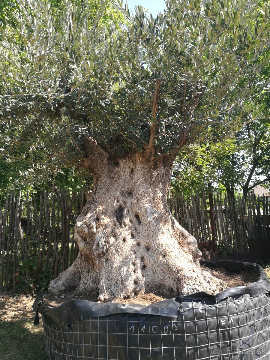 Olivovnik bonsai