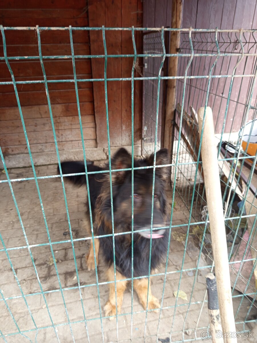 Dlhosrstý vlčiak