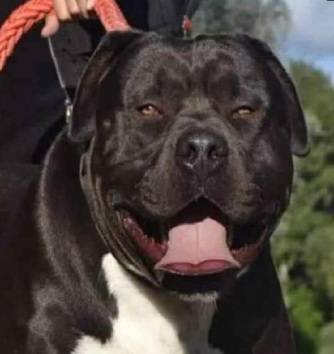 J&K bullys "ponúkame na predaj American bully XL