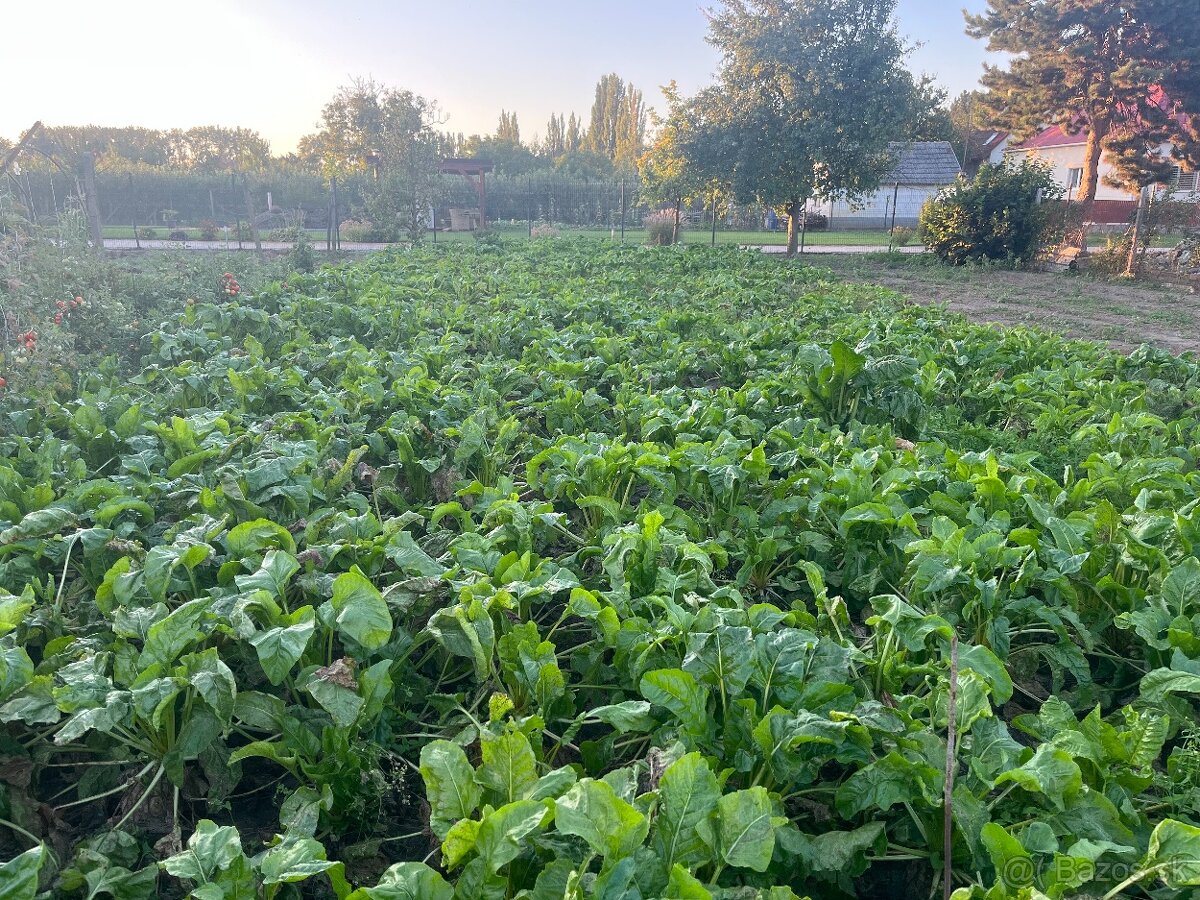 Krmna repa na predaj burgina