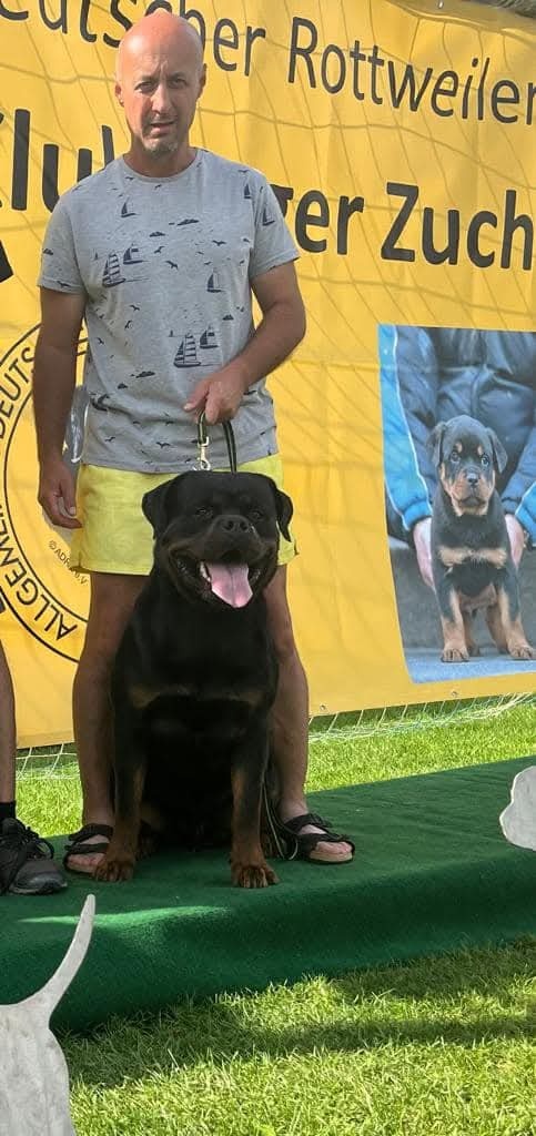 ROTVAJLER - šteniatka s PP