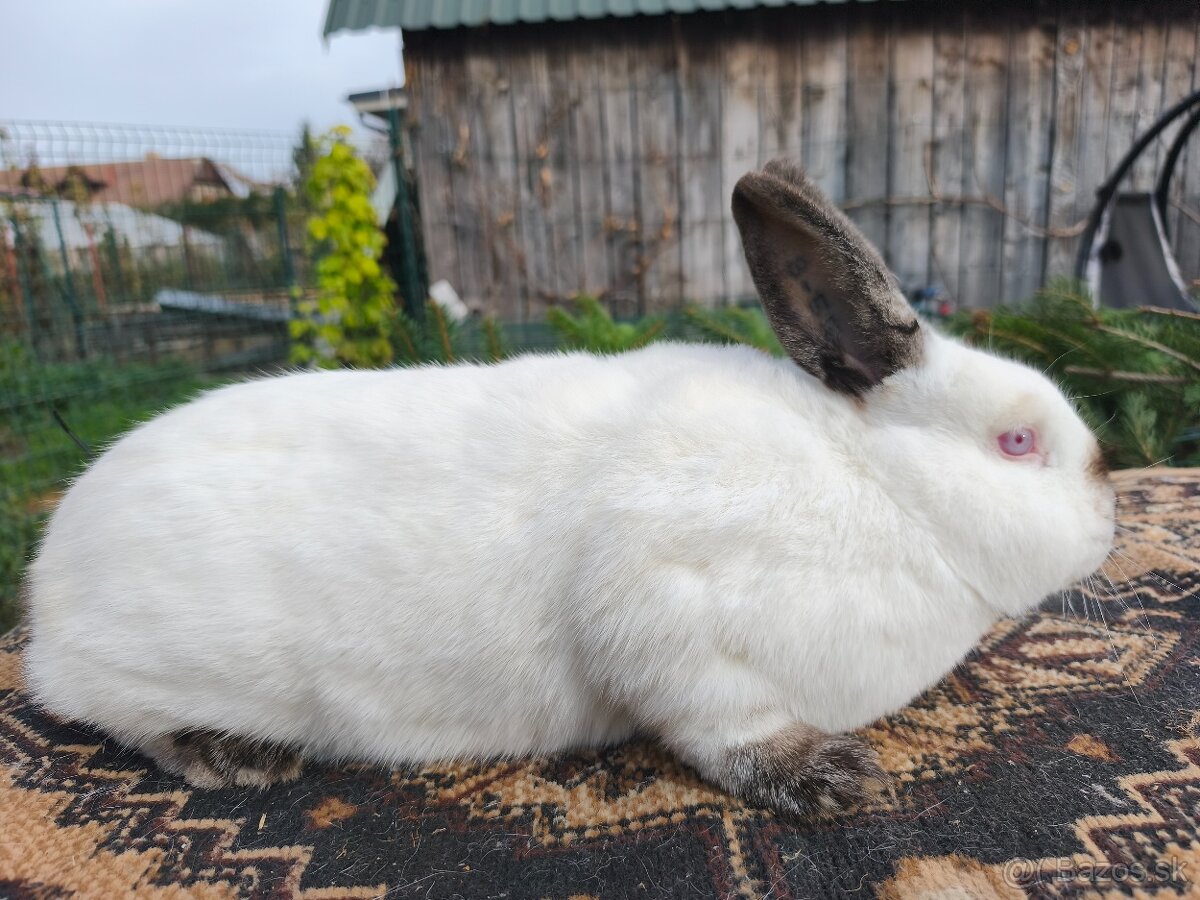 Kalifornský králik