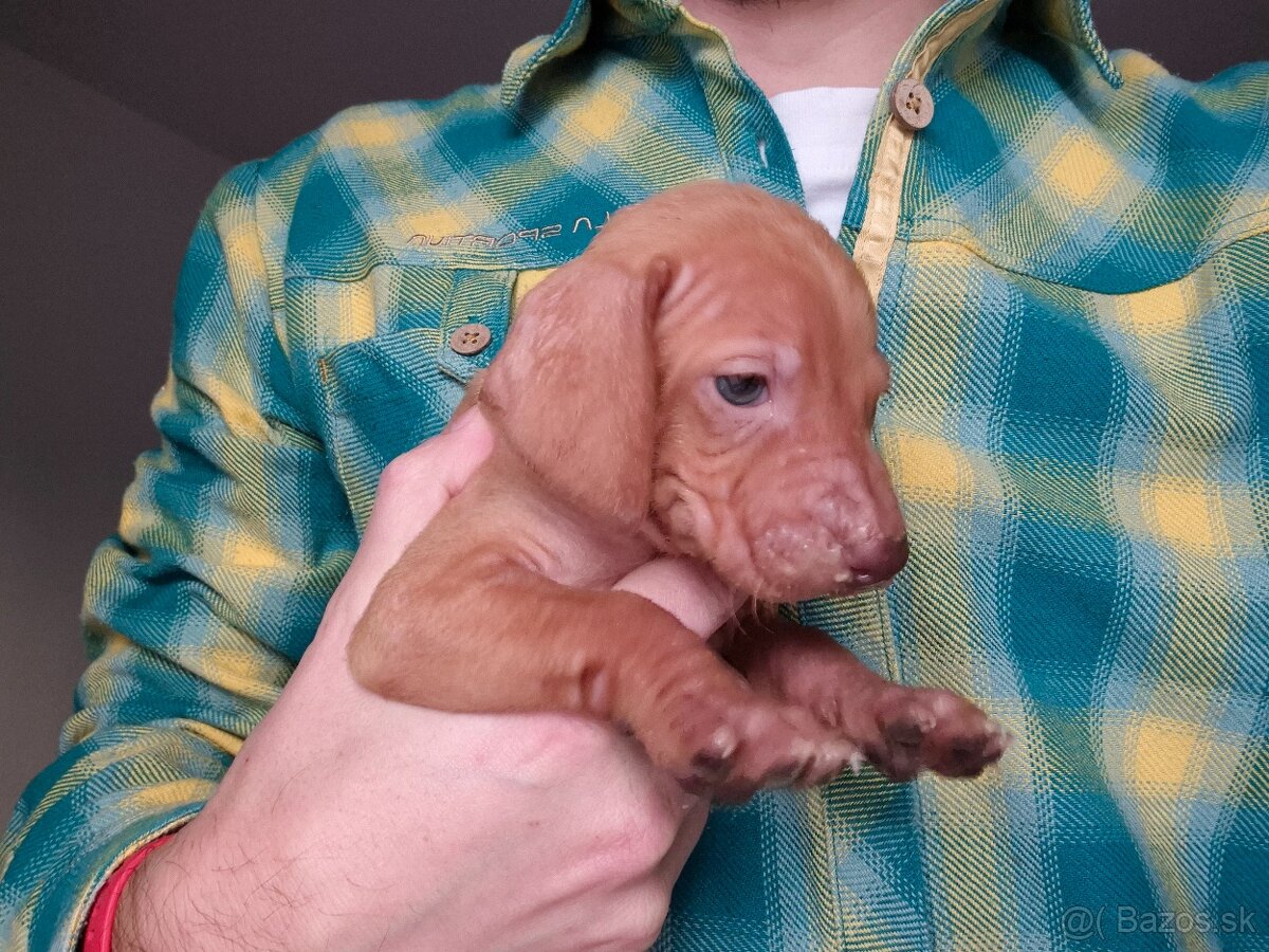 Maďarská vyžla šteniatka