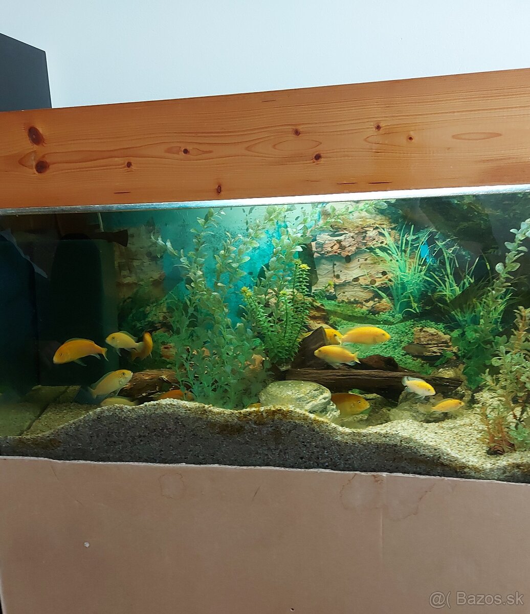 Predám rybky prípadne celé akvárium