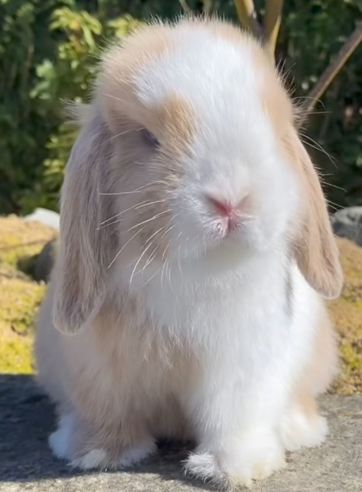 Minilop,zakrsly zajacik