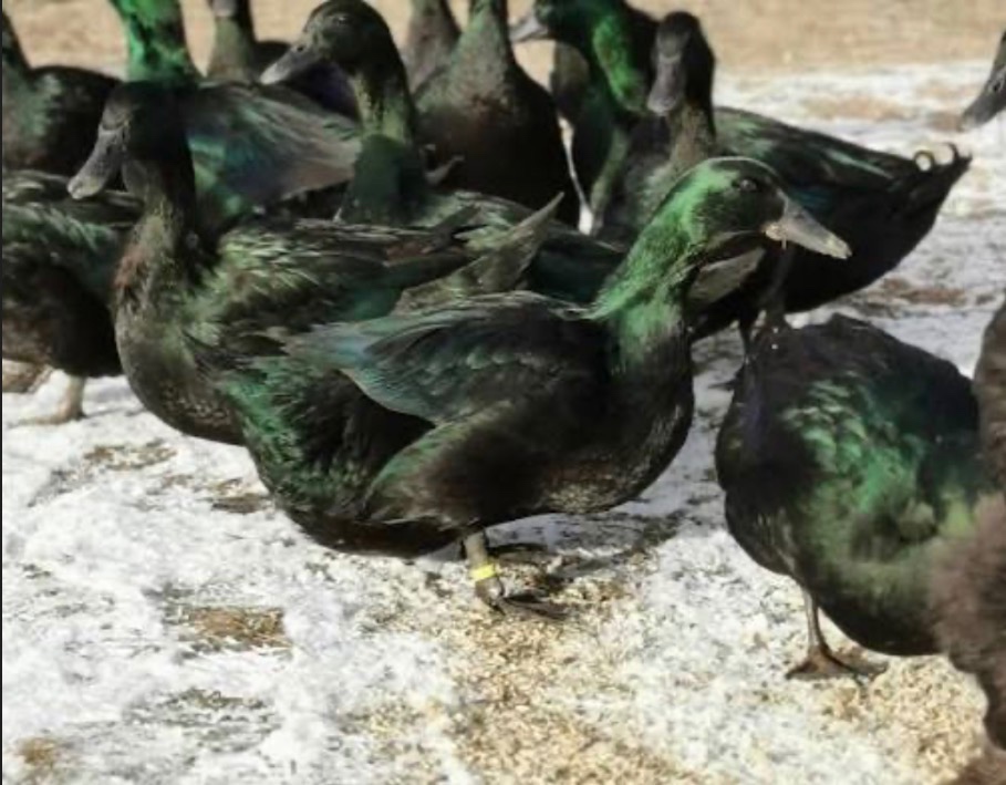 Americká kačka kajuga (cayuga)