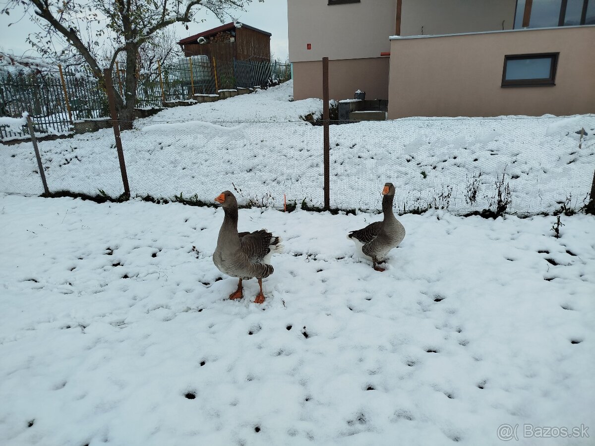 Predám pár Landeskych husí