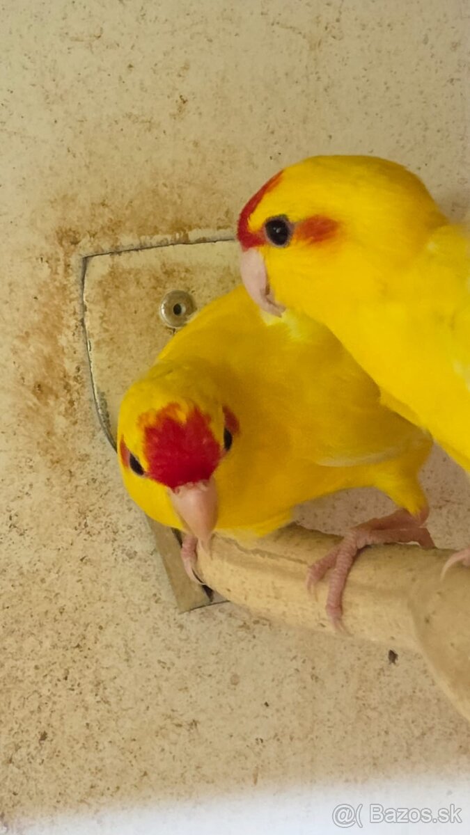 KAKARIK KAKARIKI ČERVENOČELÝ ŽLTÝ mladé