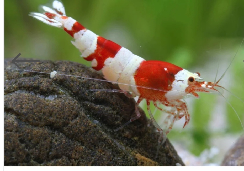 Predám Caridina Crystal Red