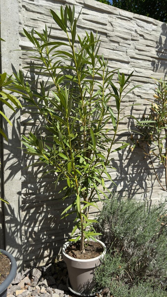 Oleander na kmienku - krása Stredomoria u Vás doma