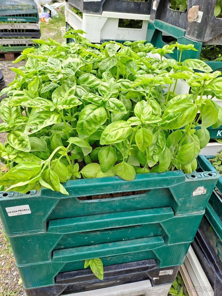 Sadenice Paprík a Paradajok